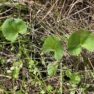 Centella asiatica (Pennywort, Centella, Indian Pennywort) at Crookwell, NSW by JaneR