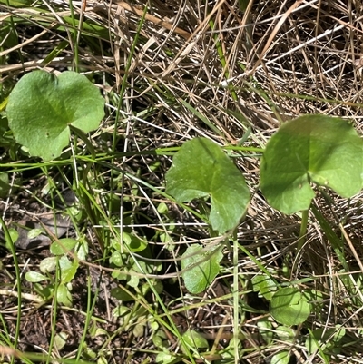 Centella asiatica (Pennywort, Centella, Indian Pennywort) at Crookwell, NSW - 2 Jan 2025 by JaneR