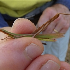 Acrida conica (Giant green slantface) at Murga, NSW - 31 Dec 2024 by Paul4K