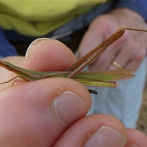 Acrida conica at Murga, NSW - 31 Dec 2024