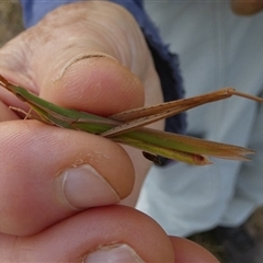 Acrida conica at Murga, NSW - 31 Dec 2024