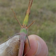 Acrida conica at Murga, NSW - 31 Dec 2024