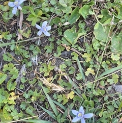 Isotoma fluviatilis subsp. australis (Swamp Isotome) at Crookwell, NSW - 2 Jan 2025 by JaneR