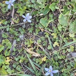 Isotoma fluviatilis subsp. australis at Crookwell, NSW - 2 Jan 2025