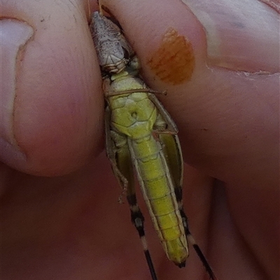 Unidentified Grasshopper (several families) at Murga, NSW - 30 Dec 2024 by Paul4K