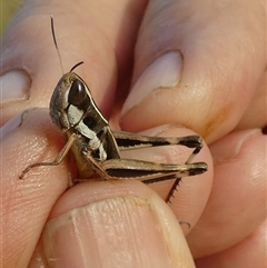 Macrotona securiformis at Murga, NSW - suppressed