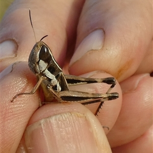 Macrotona securiformis at Murga, NSW - suppressed