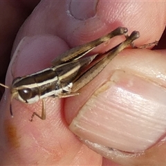 Macrotona securiformis at Murga, NSW - suppressed