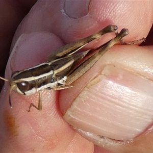 Macrotona securiformis at Murga, NSW - suppressed