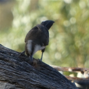 Pomatostomus superciliosus (White-browed Babbler) at Murga, NSW by Paul4K