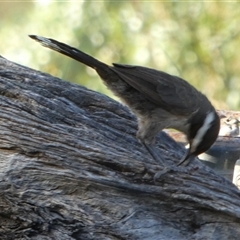 Pomatostomus superciliosus at Murga, NSW - suppressed