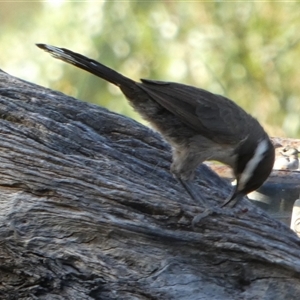 Pomatostomus superciliosus at Murga, NSW - suppressed