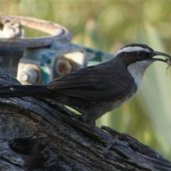 Pomatostomus superciliosus at Murga, NSW - suppressed