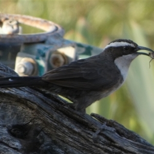 Pomatostomus superciliosus at Murga, NSW - suppressed