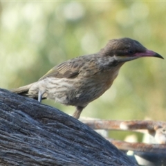 Acanthagenys rufogularis (Spiny-cheeked Honeyeater) at Murga, NSW - 31 Dec 2024 by Paul4K