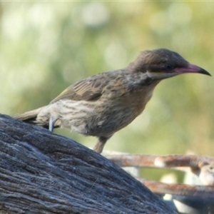 Acanthagenys rufogularis (Spiny-cheeked Honeyeater) at Murga, NSW by Paul4K