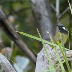 Nesoptilotis leucotis at Murga, NSW - 1 Jan 2025 by Paul4K