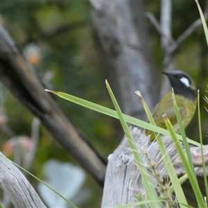 Nesoptilotis leucotis at Murga, NSW - suppressed