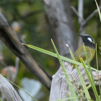 Nesoptilotis leucotis (White-eared Honeyeater) at Murga, NSW - 2 Jan 2025 by Paul4K