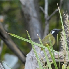 Nesoptilotis leucotis at Murga, NSW - suppressed