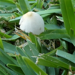 Unidentified Cap on a stem; gills below cap [mushrooms or mushroom-like] at Murga, NSW - 2 Jan 2025 by Paul4K