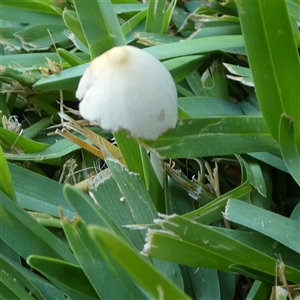 Unidentified Cap on a stem; gills below cap [mushrooms or mushroom-like] at Murga, NSW by Paul4K