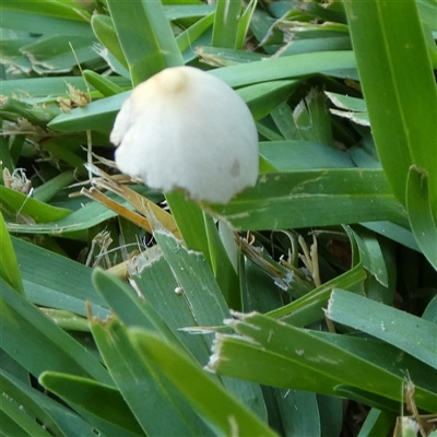 Unidentified Cap on a stem; gills below cap [mushrooms or mushroom-like] at Murga, NSW - 1 Jan 2025 by Paul4K