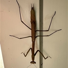 Archimantis latistyla (Stick Mantis, Large Brown Mantis) at Mittagong, NSW - 24 Dec 2024 by Span102