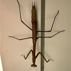 Archimantis latistyla at Mittagong, NSW - 24 Dec 2024