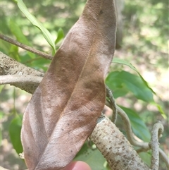 Parsonsia straminea at Yengarie, QLD - 3 Jan 2025 by aavankampen