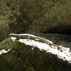 Eulamprus sp. (genus) (Water Skink) at Undefined - 30 Dec 2024 by Mike