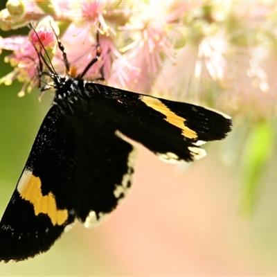 Unidentified Insect at Acton, ACT - 2 Jan 2025 by Thurstan