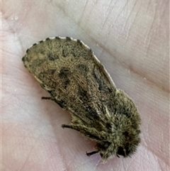 Oncopera (genus) (A Bardie moth) at Mittagong, NSW - 3 Jan 2025 by Span102