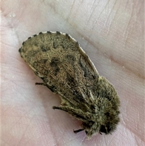 Oncopera (genus) (A Bardie moth) at Mittagong, NSW by Span102