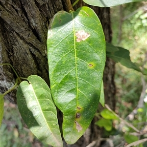 Unidentified Climber or Mistletoe at Yengarie, QLD by aavankampen