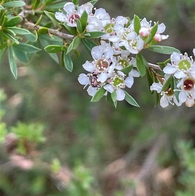 Leptospermum sp. at Crookwell, NSW - 2 Jan 2025 by JaneR