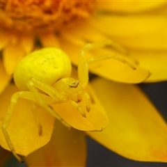 Zygometis xanthogaster (Crab spider or Flower spider) at Acton, ACT - 2 Jan 2025 by KarinNeufeld