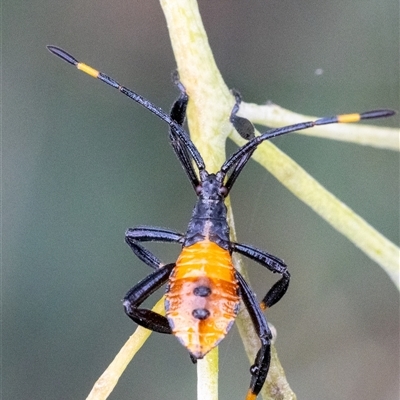 Amorbus (genus) (Eucalyptus Tip bug) at Acton, ACT - 2 Jan 2025 by KarinNeufeld