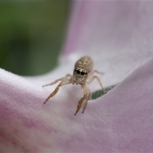 Opisthoncus sp. (genus) (Unidentified Opisthoncus jumping spider) at Acton, ACT by KarinNeufeld