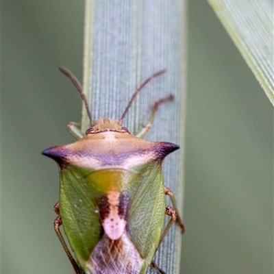 Cuspicona stenuella (Shield bug) at Acton, ACT - 2 Jan 2025 by KarinNeufeld