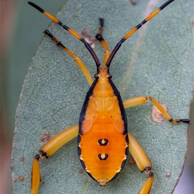 Amorbus obscuricornis (Eucalyptus Tip Wilter) at Acton, ACT - 1 Jan 2025 by KarinNeufeld