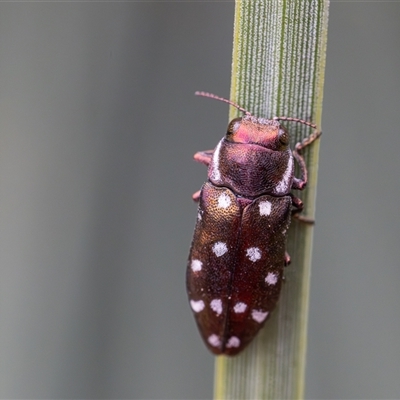 Diphucrania duodecimmaculata (12-spot jewel beetle) at Acton, ACT - 1 Jan 2025 by KarinNeufeld