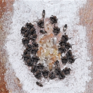 Platybrachys sp. (genus) (A gum hopper) at Forde, ACT by TimL