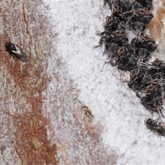 Platybrachys sp. (genus) at Forde, ACT - 28 Dec 2024