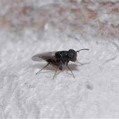 Chalcidoidea (superfamily) (A gall wasp or Chalcid wasp) at Forde, ACT - 28 Dec 2024 by TimL