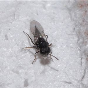 Chalcidoidea (superfamily) at Forde, ACT - 28 Dec 2024