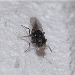 Chalcidoidea (superfamily) at Forde, ACT - 28 Dec 2024