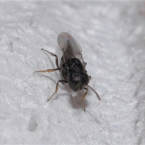 Chalcidoidea (superfamily) at Forde, ACT - 28 Dec 2024