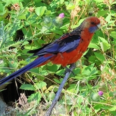 Platycercus elegans (Crimson Rosella) at West Wodonga, VIC - 1 Jan 2025 by KylieWaldon