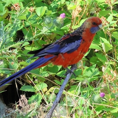 Platycercus elegans (Crimson Rosella) at West Wodonga, VIC - 1 Jan 2025 by KylieWaldon